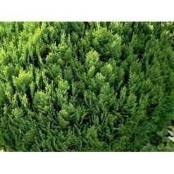 Ædelcypres 'Globosa' Chamaecyparis Lawsoniana 'Globosa' Potte 3,0 Liter,- 30-40 Cm. 9 Ædelcypres 'Globosa' Chamaecyparis Lawsoniana 'Globosa' Potte 3,0 Liter,- 30-40 Cm. -Planter Salgsbutik mi5479 chamaecyparis laws globosa edab