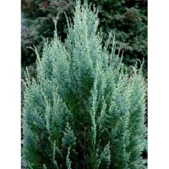 Ædelcypres 'White Spot Chamaecyparis Lawsoniana 'white Spot Med Klump,- 80-100 Cm. 8 Ædelcypres 'White Spot Chamaecyparis Lawsoniana 'white Spot Med Klump,- 80-100 Cm. -Planter Salgsbutik mi5520 chamaecyparis laws white spot e5dd