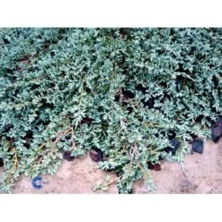 Krybende Enebær 'Icee Blue' Juniperus Horizontalis 'Icee Blue' Potte 3,0 Liter,- 25-30 Cm. 9 Krybende Enebær 'Icee Blue' Juniperus Horizontalis 'Icee Blue' Potte 3,0 Liter,- 25-30 Cm. -Planter Salgsbutik mi5675 juniperus horiz icee blue 8045