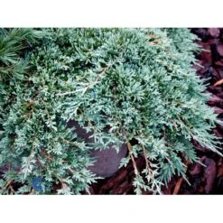 Krybende Enebær 'Icee Blue' Juniperus Horizontalis 'Icee Blue' Potte 3,0 Liter,- 25-30 Cm. 10 Krybende Enebær 'Icee Blue' Juniperus Horizontalis 'Icee Blue' Potte 3,0 Liter,- 25-30 Cm. -Planter Salgsbutik mi5675 juniperus horiz icee blue ad6c