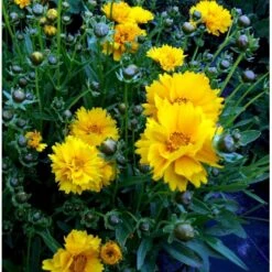 Skønhedsøje 'Sunray' Coreopsis Grandiflora 'Sunray' 1 Liter Potte -Planter Salgsbutik mi599 coreopsis grandiflora sunray a8ff