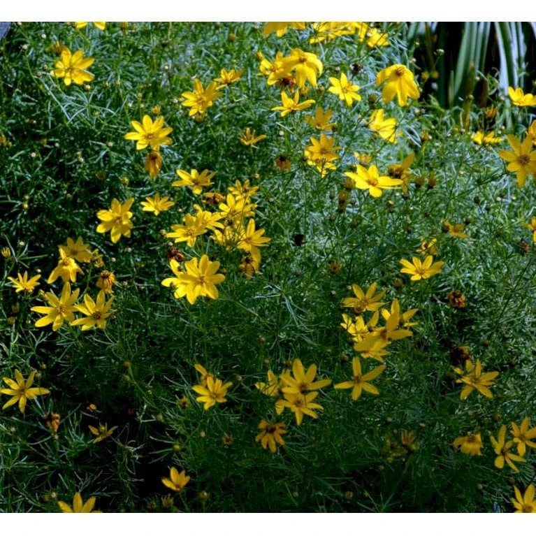 Skønhedsøje 'Grandiflora' Coreopsis Verticillata 'Grandiflora' 1 Liter Potte 8 Skønhedsøje 'Grandiflora' Coreopsis Verticillata 'Grandiflora' 1 Liter Potte - Image 6