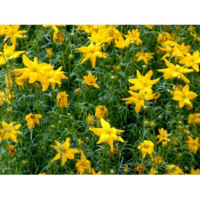 Skønhedsøje 'Grandiflora' Coreopsis Verticillata 'Grandiflora' 1 Liter Potte 7 Skønhedsøje 'Grandiflora' Coreopsis Verticillata 'Grandiflora' 1 Liter Potte - Image 5