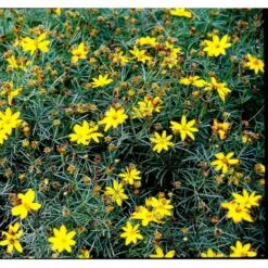 Skønhedsøje 'Grandiflora' Coreopsis Verticillata 'Grandiflora' 1 Liter Potte 17 Skønhedsøje 'Grandiflora' Coreopsis Verticillata 'Grandiflora' 1 Liter Potte -Planter Salgsbutik mi600 coreopsis verticillata grandiflora 9ab5