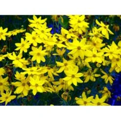 Skønhedsøje 'Grandiflora' Coreopsis Verticillata 'Grandiflora' 1 Liter Potte 16 Skønhedsøje 'Grandiflora' Coreopsis Verticillata 'Grandiflora' 1 Liter Potte -Planter Salgsbutik mi600 coreopsis verticillata grandiflora a8ec