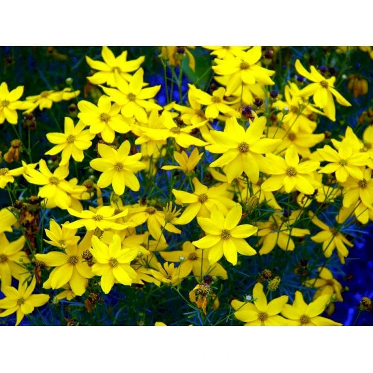 Skønhedsøje 'Grandiflora' Coreopsis Verticillata 'Grandiflora' 1 Liter Potte 9 Skønhedsøje 'Grandiflora' Coreopsis Verticillata 'Grandiflora' 1 Liter Potte - Image 7