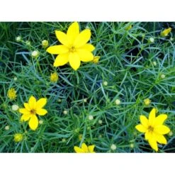 Skønhedsøje 'Grandiflora' Coreopsis Verticillata 'Grandiflora' 1 Liter Potte 12 Skønhedsøje 'Grandiflora' Coreopsis Verticillata 'Grandiflora' 1 Liter Potte -Planter Salgsbutik mi600 coreopsis verticillata grandiflora d7ad