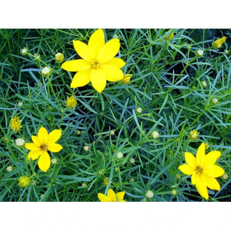 Skønhedsøje 'Grandiflora' Coreopsis Verticillata 'Grandiflora' 1 Liter Potte 5 Skønhedsøje 'Grandiflora' Coreopsis Verticillata 'Grandiflora' 1 Liter Potte - Image 3