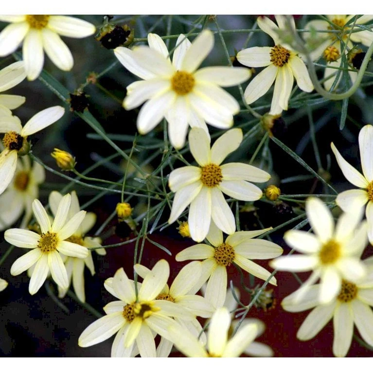 Skønhedsøje 'Moonbeam' Coreopsis Verticillata 'Moonbeam' 1 Liter Potte 9 Skønhedsøje 'Moonbeam' Coreopsis Verticillata 'Moonbeam' 1 Liter Potte - Image 7