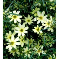 Skønhedsøje 'Moonbeam' Coreopsis Verticillata 'Moonbeam' 1 Liter Potte 11 Skønhedsøje 'Moonbeam' Coreopsis Verticillata 'Moonbeam' 1 Liter Potte -Planter Salgsbutik mi601 coreopsis verticillata moonbeam 4b5d