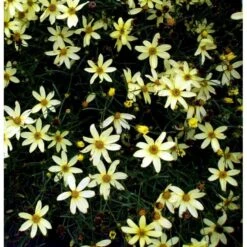 Skønhedsøje 'Moonbeam' Coreopsis Verticillata 'Moonbeam' 1 Liter Potte 14 Skønhedsøje 'Moonbeam' Coreopsis Verticillata 'Moonbeam' 1 Liter Potte -Planter Salgsbutik mi601 coreopsis verticillata moonbeam 6c94