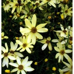 Skønhedsøje 'Moonbeam' Coreopsis Verticillata 'Moonbeam' 1 Liter Potte 13 Skønhedsøje 'Moonbeam' Coreopsis Verticillata 'Moonbeam' 1 Liter Potte -Planter Salgsbutik mi601 coreopsis verticillata moonbeam d6cc