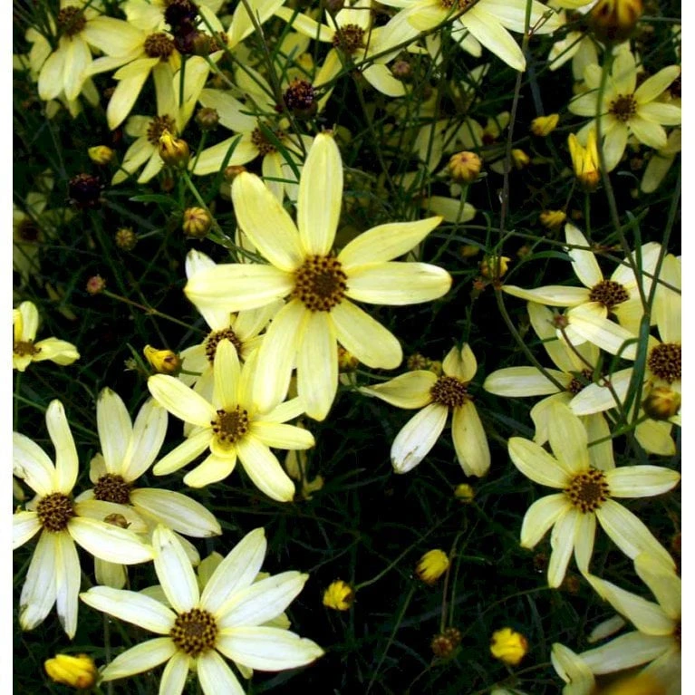 Skønhedsøje 'Moonbeam' Coreopsis Verticillata 'Moonbeam' 1 Liter Potte 7 Skønhedsøje 'Moonbeam' Coreopsis Verticillata 'Moonbeam' 1 Liter Potte - Image 5