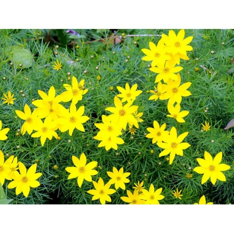 Skønhedsøje 'Zagreb' Coreopsis Verticillata 'Zagreb' 1 Liter Potte 5 Skønhedsøje 'Zagreb' Coreopsis Verticillata 'Zagreb' 1 Liter Potte - Image 3