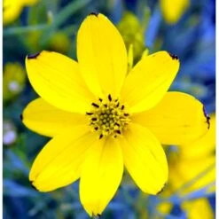 Skønhedsøje 'Zagreb' Coreopsis Verticillata 'Zagreb' 1 Liter Potte 13 Skønhedsøje 'Zagreb' Coreopsis Verticillata 'Zagreb' 1 Liter Potte -Planter Salgsbutik mi602 coreopsis verticillata zagreb 8e58