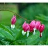 Løjtnantshjerte Dicentra Spectabilis 1 Liter Potte 2 Løjtnantshjerte Dicentra Spectabilis 1 Liter Potte -Planter Salgsbutik mi801 dicentra spectabilis c190
