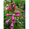 Fingerbøl 'Gloxiniaeflora' Digitalis Purpurea 'Gloxiniaeflora' 1 Liter Potte 1 Fingerbøl 'Gloxiniaeflora' Digitalis Purpurea 'Gloxiniaeflora' 1 Liter Potte -Planter Salgsbutik mi810 digitalis purpurea gloxiniiflora c8f9