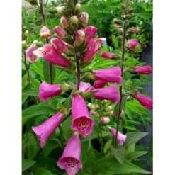 Fingerbøl 'Gloxiniaeflora' Digitalis Purpurea 'Gloxiniaeflora' 1 Liter Potte