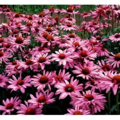 Purpursolhat Echinacea Purpurea 'Magnus' 1 Liter Potte 10 Purpursolhat Echinacea Purpurea 'Magnus' 1 Liter Potte -Planter Salgsbutik mi840 echinacea purpurea magnus 6231
