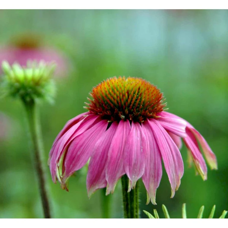 Purpursolhat Echinacea Purpurea 'Magnus' 1 Liter Potte 8 Purpursolhat Echinacea Purpurea 'Magnus' 1 Liter Potte - Image 6