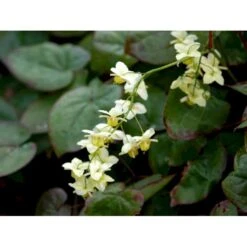 Bispehue 'Sulphureum' Epimedium Versicolor 'Sulphureum' 10 Cm. Potte 15 Bispehue 'Sulphureum' Epimedium Versicolor 'Sulphureum' 10 Cm. Potte -Planter Salgsbutik mi856 epimedium versicolor sulphureum 37e7