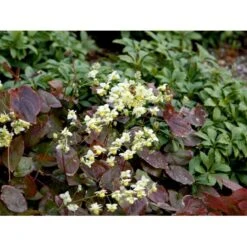 Bispehue 'Sulphureum' Epimedium Versicolor 'Sulphureum' 10 Cm. Potte 14 Bispehue 'Sulphureum' Epimedium Versicolor 'Sulphureum' 10 Cm. Potte -Planter Salgsbutik mi856 epimedium versicolor sulphureum bde3
