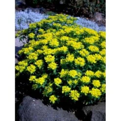 Forårs-Vortemælk Euphorbia Polychroma 1 Liter Potte 12 Forårs-Vortemælk Euphorbia Polychroma 1 Liter Potte -Planter Salgsbutik mi919 euphorbia polychroma 22f1