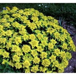 Forårs-Vortemælk Euphorbia Polychroma 1 Liter Potte 13 Forårs-Vortemælk Euphorbia Polychroma 1 Liter Potte -Planter Salgsbutik mi919 euphorbia polychroma 8d14