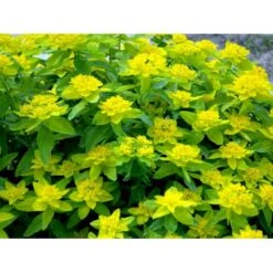 Forårs-Vortemælk Euphorbia Polychroma 1 Liter Potte 10 Forårs-Vortemælk Euphorbia Polychroma 1 Liter Potte -Planter Salgsbutik mi919 euphorbia polychroma dc98