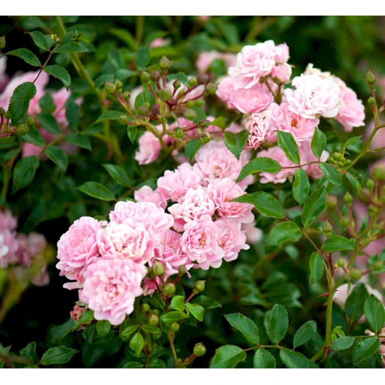 'Pink The Fairy' Rosa X 'Pink The Fairy' (Bunddækkerose) A-Kvalitet,- Barrods Roser Min. 3 Grene 8 'Pink The Fairy' Rosa X 'Pink The Fairy' (Bunddækkerose) A-Kvalitet,- Barrods Roser Min. 3 Grene - Image 6