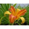 Daglilje 'Frans Hals' Hemerocallis 'Frans Hals' Potte 2 Liter. 1 Daglilje 'Frans Hals' Hemerocallis 'Frans Hals' Potte 2 Liter. -Planter Salgsbutik p1017 828 hemerocallis frans hals 7504