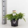 Strand Enebær 'Schlager' Juniperus Conferta 'Schlager' Potte 3,0 Liter,- 30-40 Cm. 2 Strand Enebær 'Schlager' Juniperus Conferta 'Schlager' Potte 3,0 Liter,- 30-40 Cm. -Planter Salgsbutik p10299 33839 juniperus conferta schlager ea15