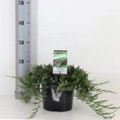 Planter Salgsbutik 31 Krybende Enebær 'Wiltonii' Juniperus Horizontalis 'Wiltonii' Potte 3,0 Liter,- 25-30 Cm.