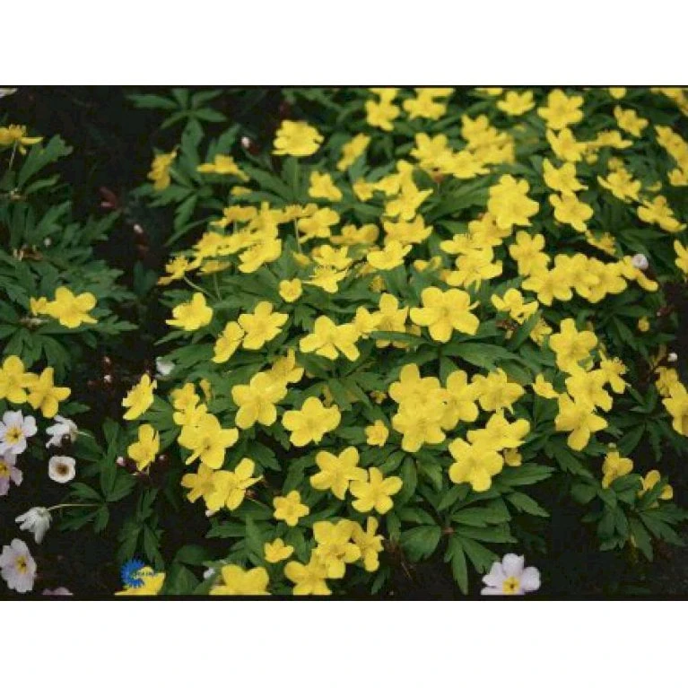 Gul Anemone Anemone Ranunculoides 10 Cm. Potte 3 Gul Anemone Anemone Ranunculoides 10 Cm. Potte