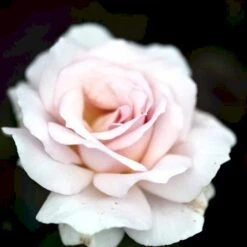 Planter Salgsbutik 4 'A White Shade Of Pale' Rosa X 'A White Shade Of Pale' (Storblomstrende) A-Kvalitet,- Barrods Roser Min. 3 Grene