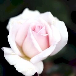 'A White Shade Of Pale' Rosa X 'A White Shade Of Pale' (Storblomstrende) A-Kvalitet,- Barrods Roser Min. 3 Grene 10 'A White Shade Of Pale' Rosa X 'A White Shade Of Pale' (Storblomstrende) A-Kvalitet,- Barrods Roser Min. 3 Grene -Planter Salgsbutik p12749 51193 rosa x a white shade of pale e288