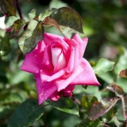 Planter Salgsbutik 6 'Acapella'® Rosa X 'Acapella'® (Storblomstrende) A-Kvalitet,- Barrods Roser Min. 3 Grene
