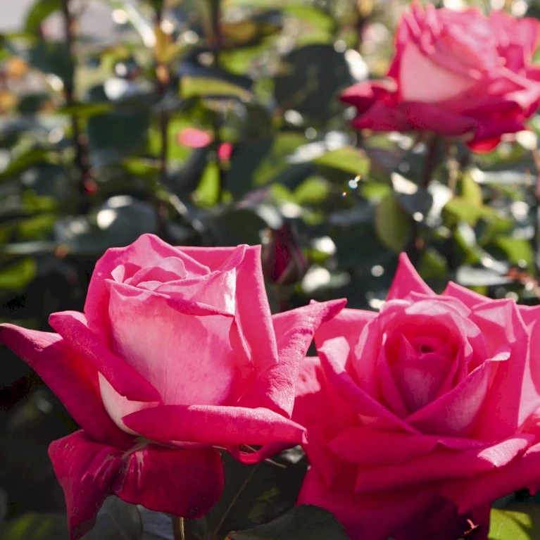 'Acapella'® Rosa X 'Acapella'® (Storblomstrende) A-Kvalitet,- Barrods Roser Min. 3 Grene 5 'Acapella'® Rosa X 'Acapella'® (Storblomstrende) A-Kvalitet,- Barrods Roser Min. 3 Grene - Image 3