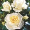 'Monsoon'™ Rosa X 'Monsoon'™ (Storblomstrende) A-Kvalitet,- Barrods Roser Min. 3 Grene 1 'Monsoon'™ Rosa X 'Monsoon'™ (Storblomstrende) A-Kvalitet,- Barrods Roser Min. 3 Grene -Planter Salgsbutik p12769 51336 rosa x monsoon storblomstrende d59c