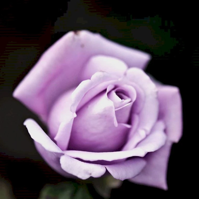 'Twice In A Blue Moon'® Rosa X 'Twice In A Blue Moon'® (Storblomstrende) A-Kvalitet,- Barrods Roser Min. 3 Grene 5 'Twice In A Blue Moon'® Rosa X 'Twice In A Blue Moon'® (Storblomstrende) A-Kvalitet,- Barrods Roser Min. 3 Grene - Image 3