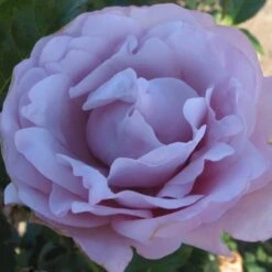 'Oiseau Bleu' Rosa X 'Oiseau Bleu' (Storblomstrende) A-Kvalitet,- Barrods Roser Min. 3 Grene