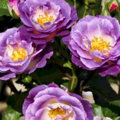 'Blue For You' Rosa X 'Blue For You' (Buketrose) A-Kvalitet,- Barrods Roser Min. 3 Grene