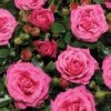 'Cardiff'™ Rosa X 'Cardiff'™ (Slotsrose) A-Kvalitet,- Barrods Roser Min. 3 Grene -Planter Salgsbutik p12874 51769 rosa x cardiff slotsrose ba3e