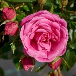 'Cardiff'™ Rosa X 'Cardiff'™ (Slotsrose) A-Kvalitet,- Barrods Roser Min. 3 Grene 11 'Cardiff'™ Rosa X 'Cardiff'™ (Slotsrose) A-Kvalitet,- Barrods Roser Min. 3 Grene -Planter Salgsbutik p12874 51771 rosa x cardiff slotsrose 6db0