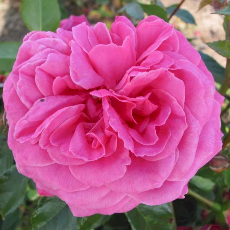 'Cardiff'™ Rosa X 'Cardiff'™ (Slotsrose) A-Kvalitet,- Barrods Roser Min. 3 Grene 8 'Cardiff'™ Rosa X 'Cardiff'™ (Slotsrose) A-Kvalitet,- Barrods Roser Min. 3 Grene - Image 6