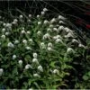 Hvid Fredløs Lysimachia Clethroides 1 Liter Potte