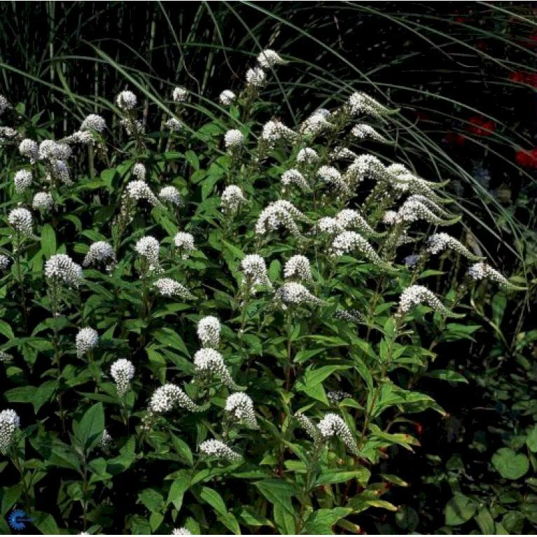 Hvid Fredløs Lysimachia Clethroides 1 Liter Potte 3 Hvid Fredløs Lysimachia Clethroides 1 Liter Potte