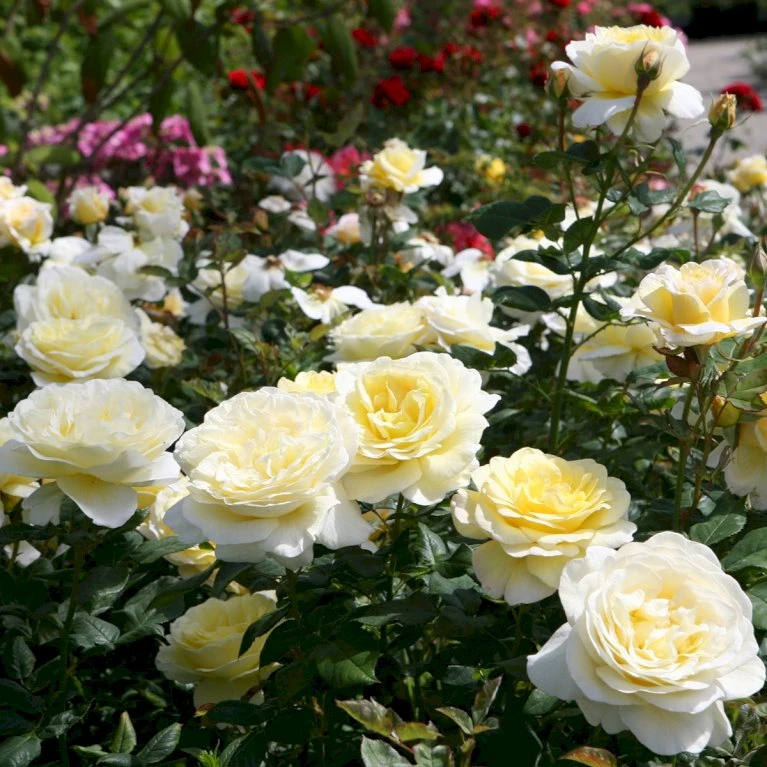 'Stockholm'™ Rosa X 'Stockholm'™ (Slotsrose) A-Kvalitet,- Barrods Roser Min. 3 Grene 3 'Stockholm'™ Rosa X 'Stockholm'™ (Slotsrose) A-Kvalitet,- Barrods Roser Min. 3 Grene