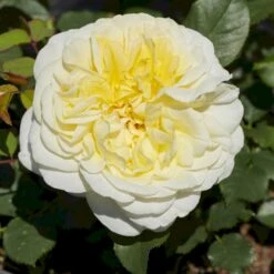'Stockholm'™ Rosa X 'Stockholm'™ (Slotsrose) A-Kvalitet,- Barrods Roser Min. 3 Grene 15 'Stockholm'™ Rosa X 'Stockholm'™ (Slotsrose) A-Kvalitet,- Barrods Roser Min. 3 Grene -Planter Salgsbutik p12887 51863 rosa x stockholm slotsrose dea6