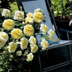 'Stockholm'™ Rosa X 'Stockholm'™ (Slotsrose) A-Kvalitet,- Barrods Roser Min. 3 Grene 17 'Stockholm'™ Rosa X 'Stockholm'™ (Slotsrose) A-Kvalitet,- Barrods Roser Min. 3 Grene -Planter Salgsbutik p12887 51866 rosa x stockholm slotsrose 0e29